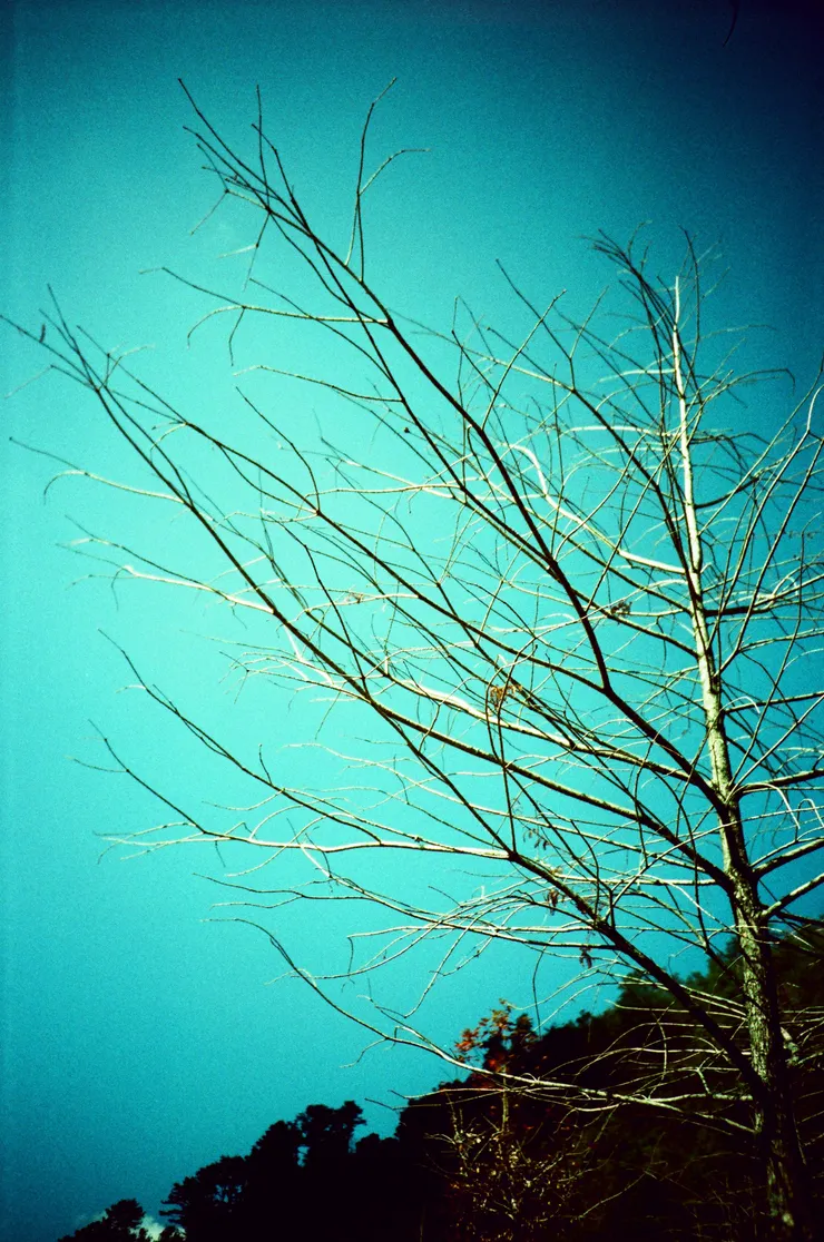 LC-A+ & flim shot by Emma @ 南投,台灣。16 / 02 / 2011.