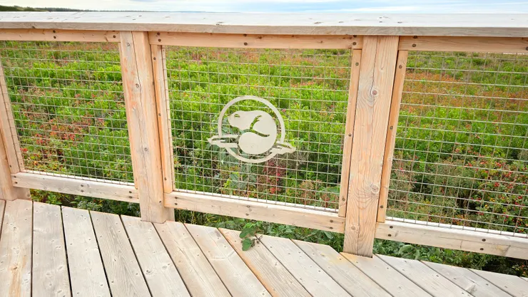 海狸是加拿大重要資源，英法兩國在加拿大為此而戰。