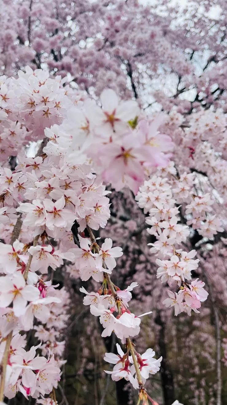 支垂櫻還是漂亮。