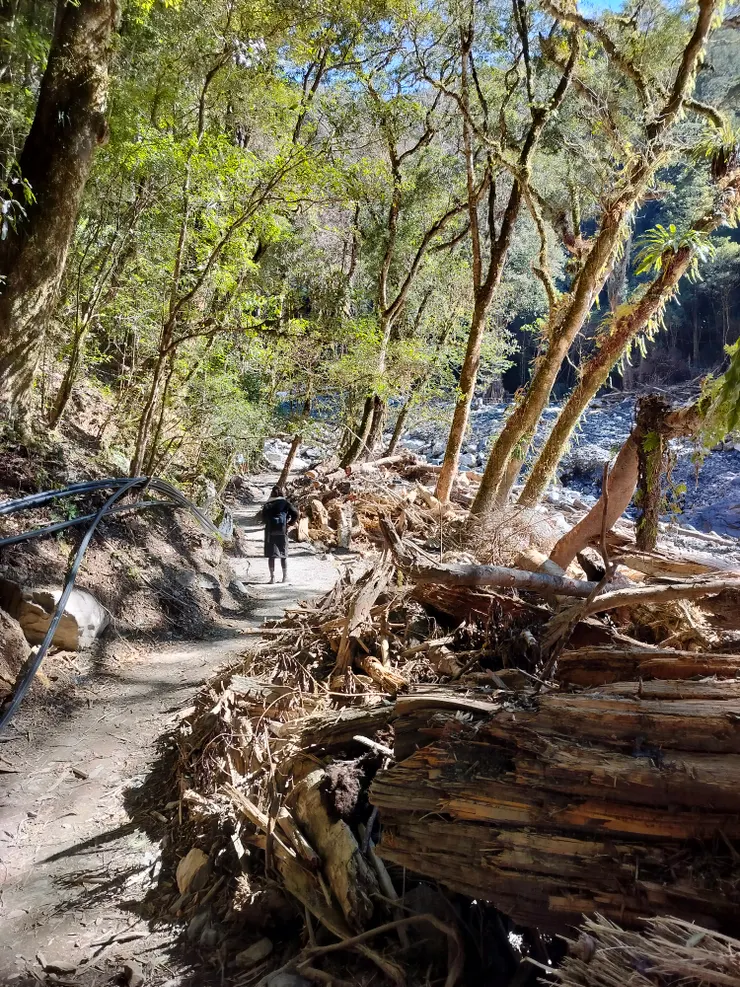 右邊都是被風災損毀沖刷下來的神木殘肢，遺骸散發出濃烈的高級檜木香，非常好聞卻很悲傷