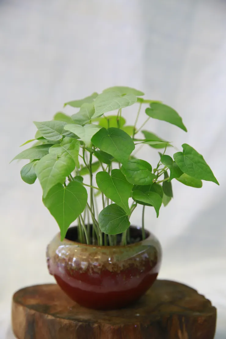 萬金石社大108.06.29