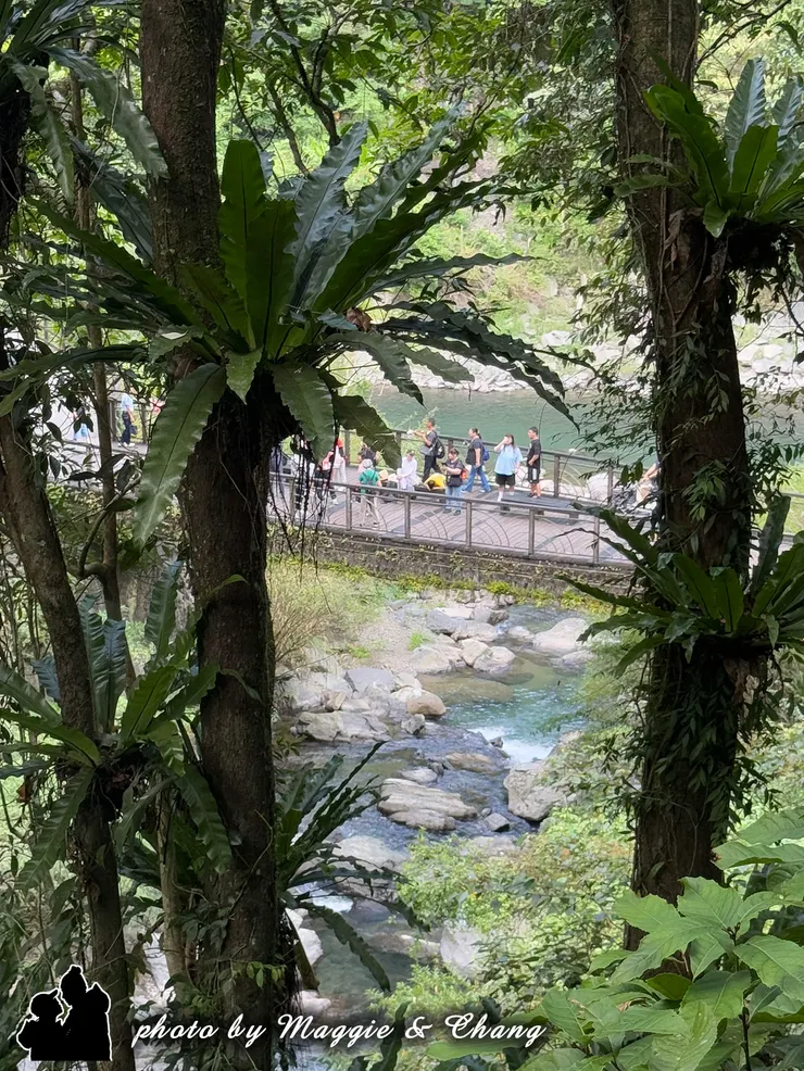 穿梭在樹林間，轉頭往下望去，驚見樂山橋上人來人往，大家都聚集於此享受清涼，好似一同尋找夏日的避暑秘境。