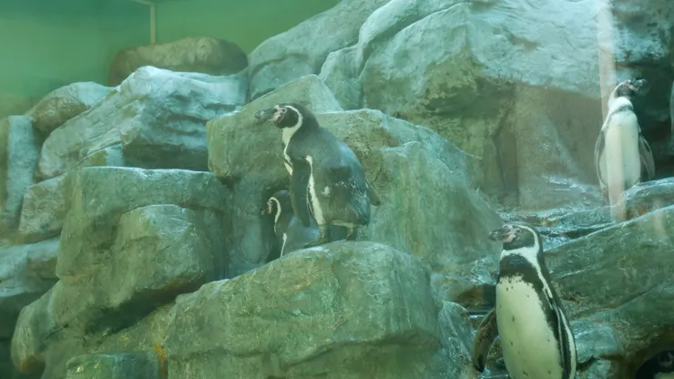 企鵝館我覺得不怎麼樣，因為空間太小了