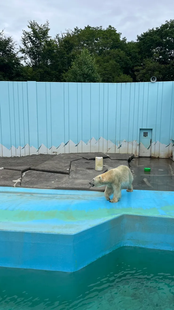 目前它是釧路明星之一。