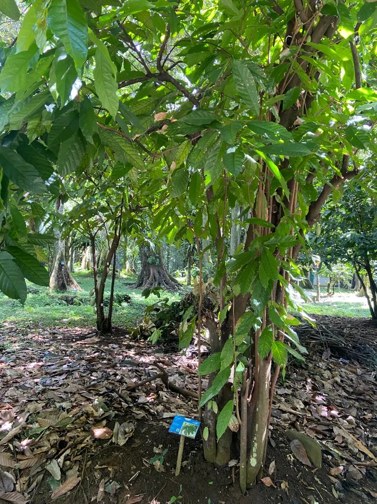 Makanan Para Dewa (The Food of The Gods) 可可樹