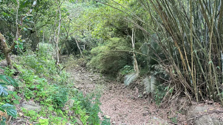 乾涸溪道與竹林：過往水聲曾在此流轉，如今等待重啟生命的律動。