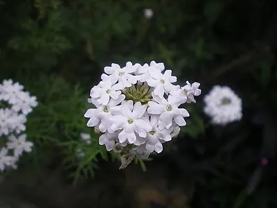 src