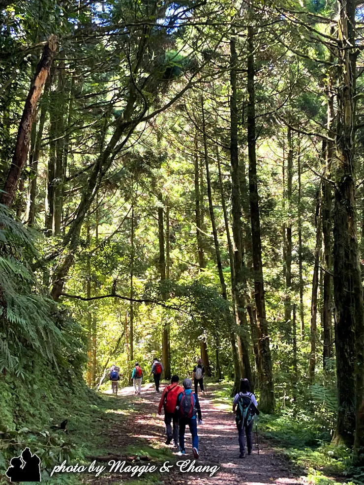 茂密的樹林裡走起來很涼爽