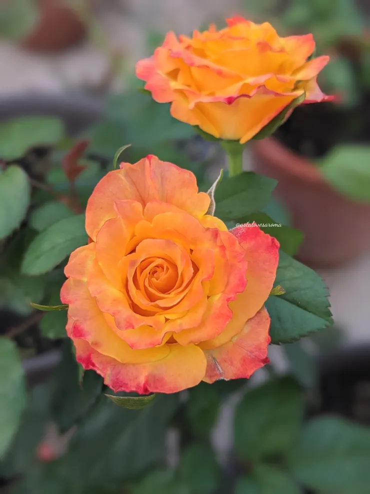 新聞快報 四月春花