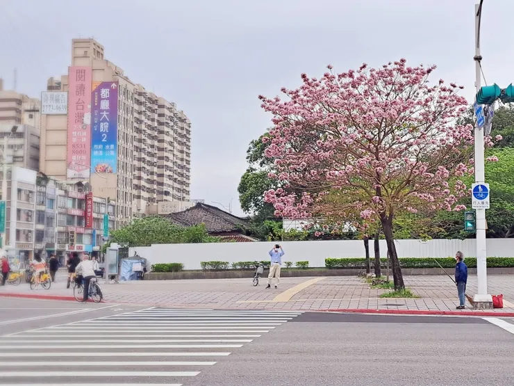 風鈴木(霉女拍攝：2024年4月6日)