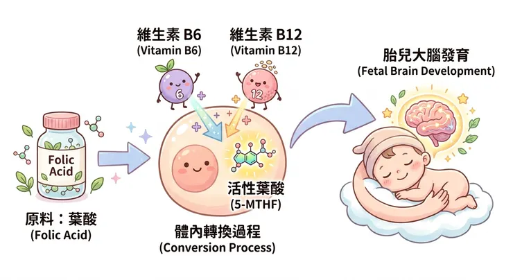 葉酸+B群關係圖