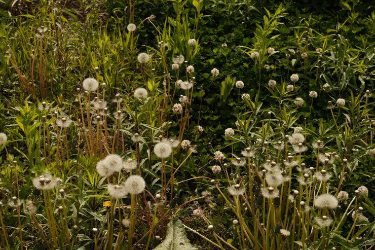 隨地生長的蒲公英