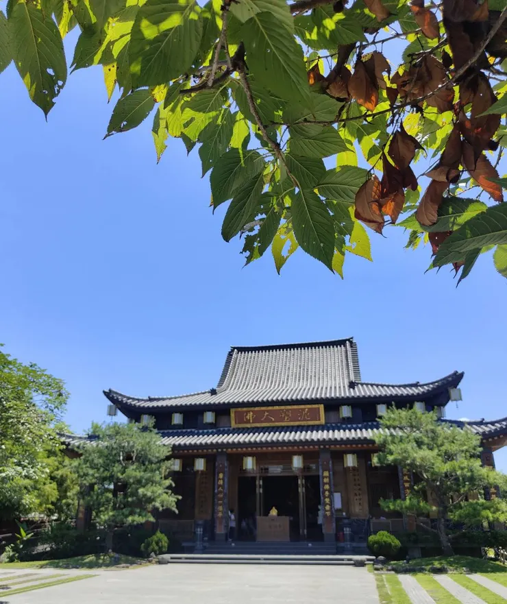 夏日專屬的自然綠色光影