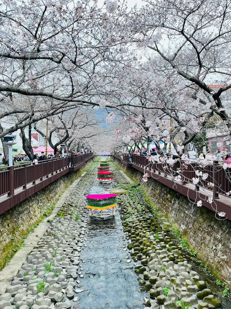 余佐川羅曼史橋櫻花5分開的美景