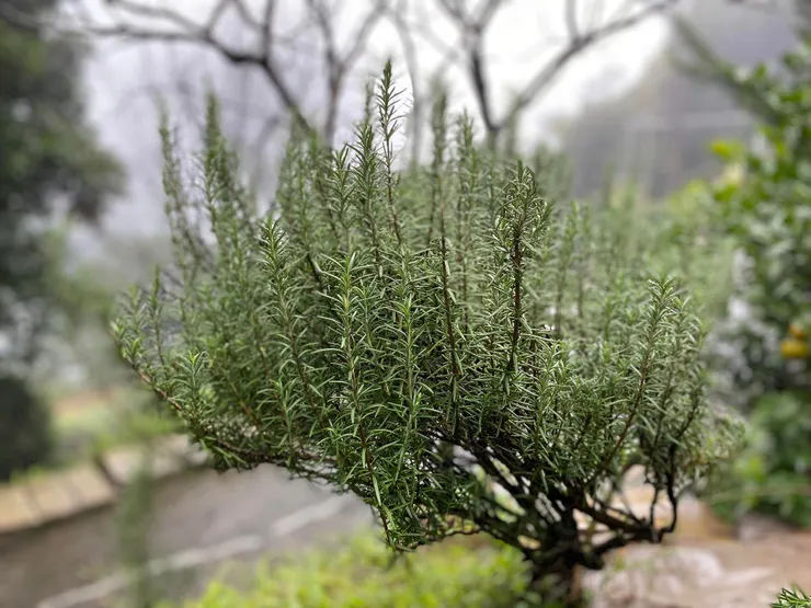 在寒風細雨中屹立的迷迭香