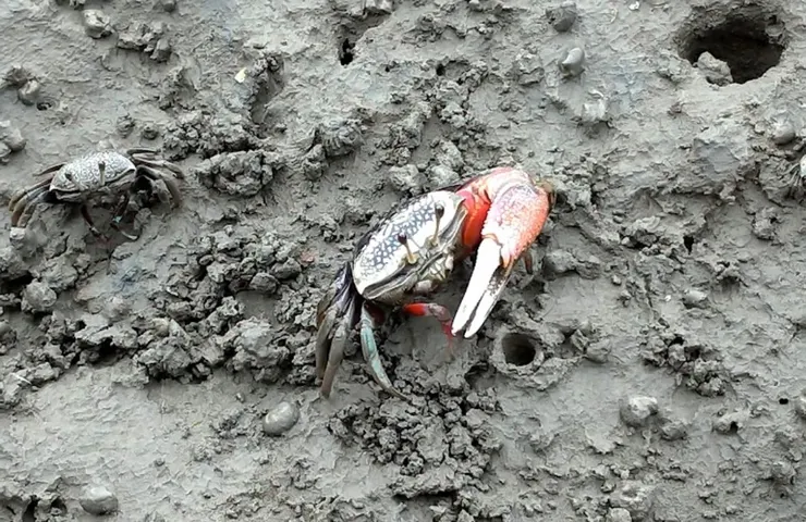 沙攤岸邊的🦀🦀🦀🦀