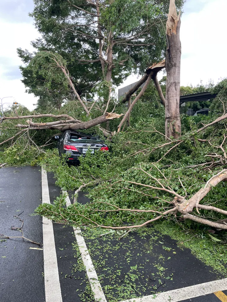 被吹斷的樹壓壞的車