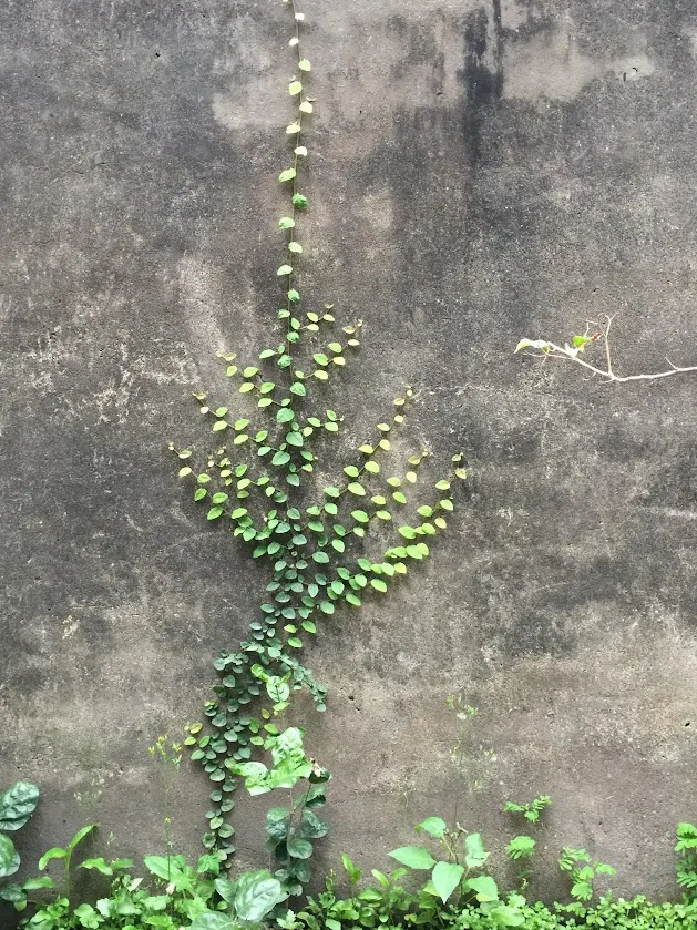 地錦-攀爬植物
