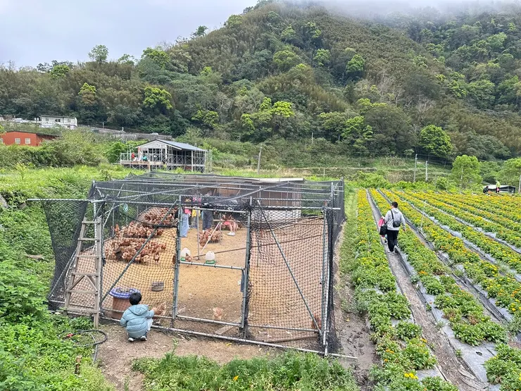 花田旁的小小雞舍