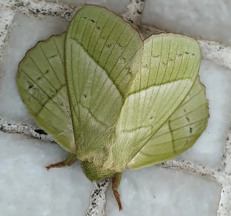 拐別人家的女蛾，生娃！〝專業戶〞