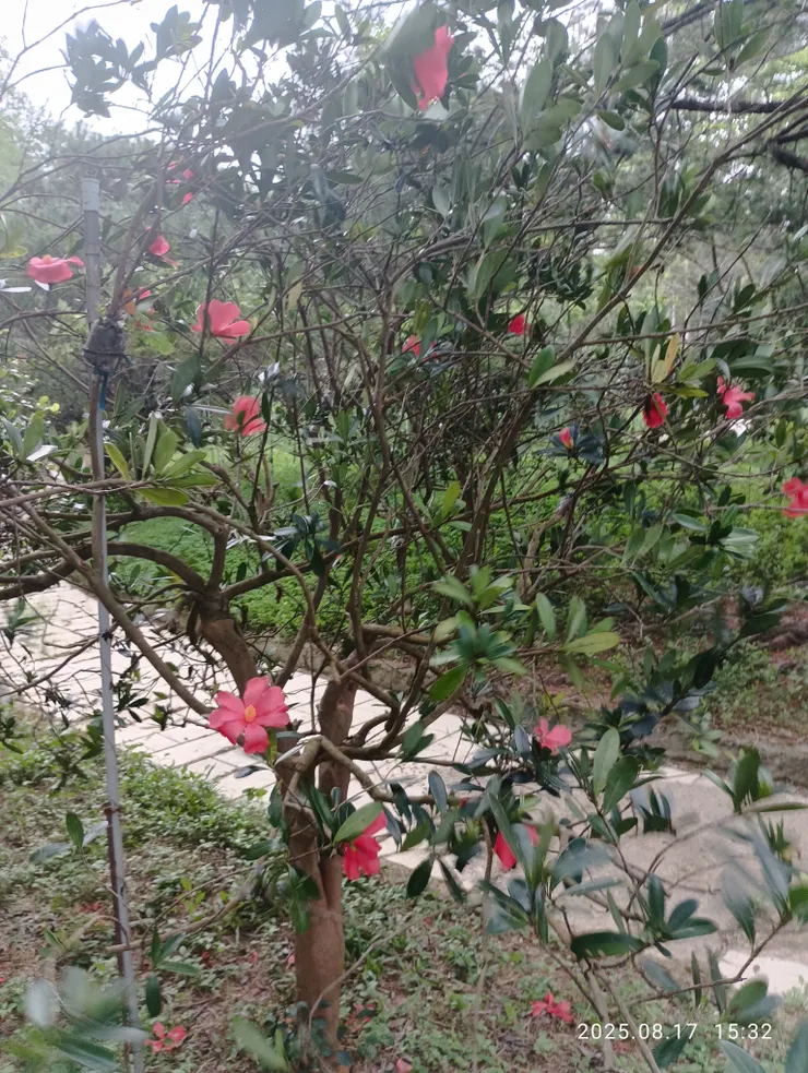 杜鵑紅山茶，也稱假大頭茶，自拍攝