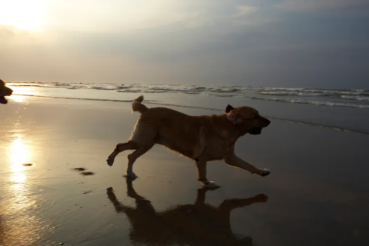 2008年海邊奔跑的妮，左邊只露出一點點狗頭的是奇。（那年娜剛離開，三狗從此少一狗）