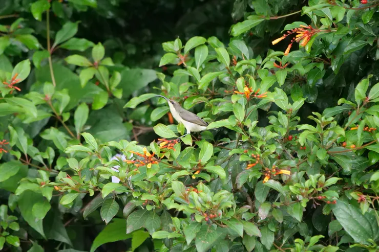 Loten's Sunbird 嘴巴比其他Sunbird 長