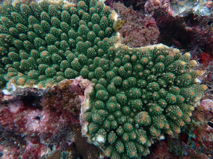 圖：和平島地質公園