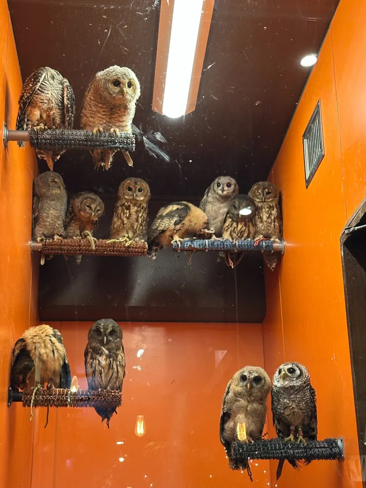 一堆毛毛大眼睛////