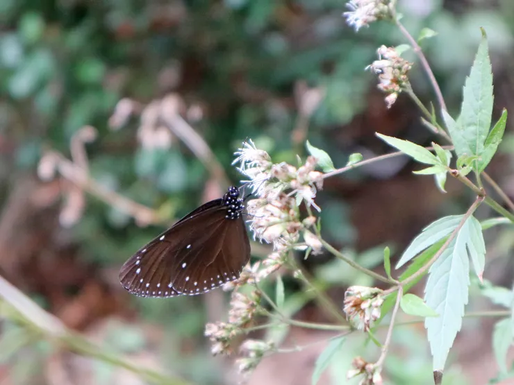 2025-2026 茂林雙年賞蝶季：紫斑蝶採蜜瞬間，百萬隻越冬型斑蝶在茂林避冬。