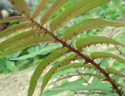 多刺的刺蔥。照片來源:https://reurl.cc/x6ZEYV