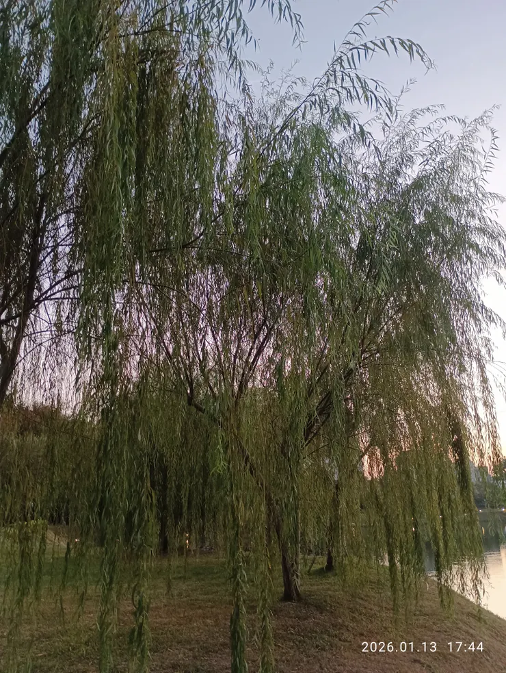 池岸柳細腸寸結