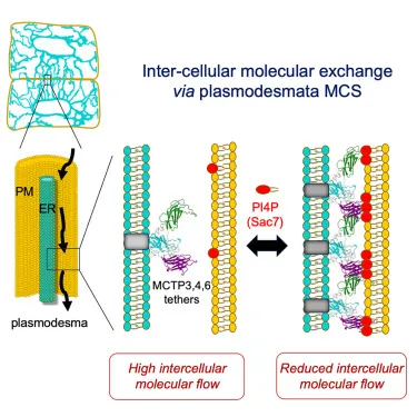 新的原生質絲模型。圖片來源：Cell期刊
