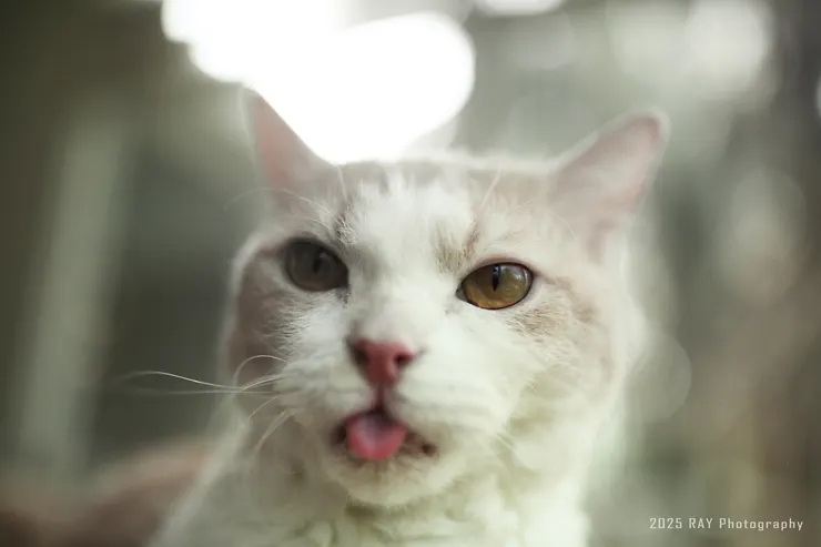 從眼神看來，也差不多快要沒電了呢