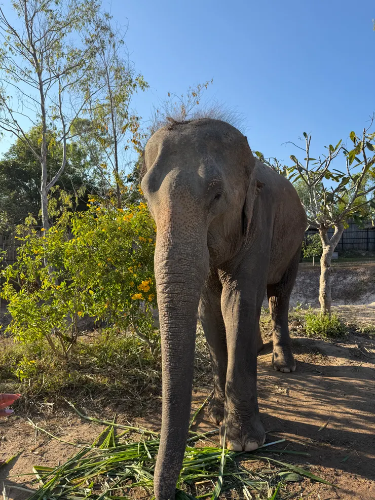 2026年的投資市況，我取名為"曠野中的象"