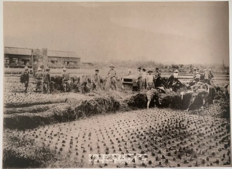 農場實習一景。可能是一期稻的收割，圖左的房舍是磯小屋（圖片來源：台大數位圖書館）