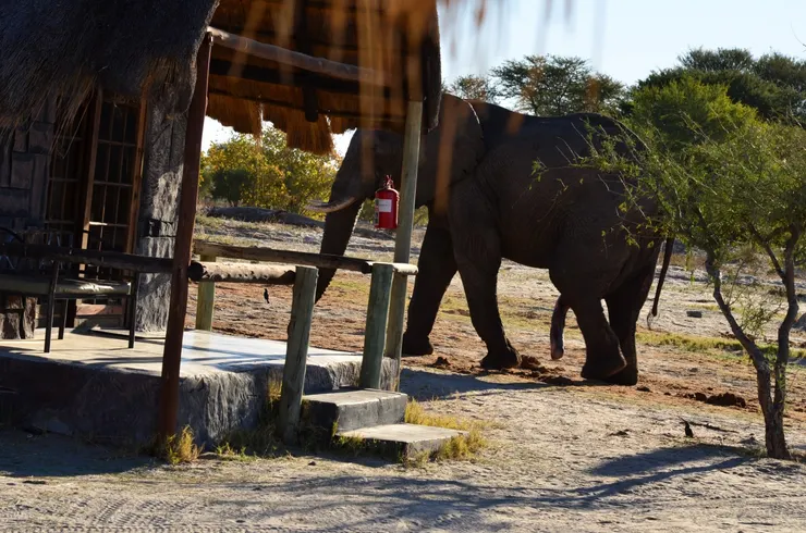 就是這麼近 真實上演大象高速公路