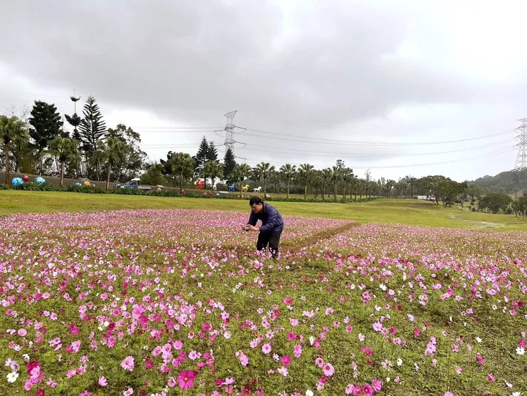 堅持5個月，終於盼到大波斯菊花海