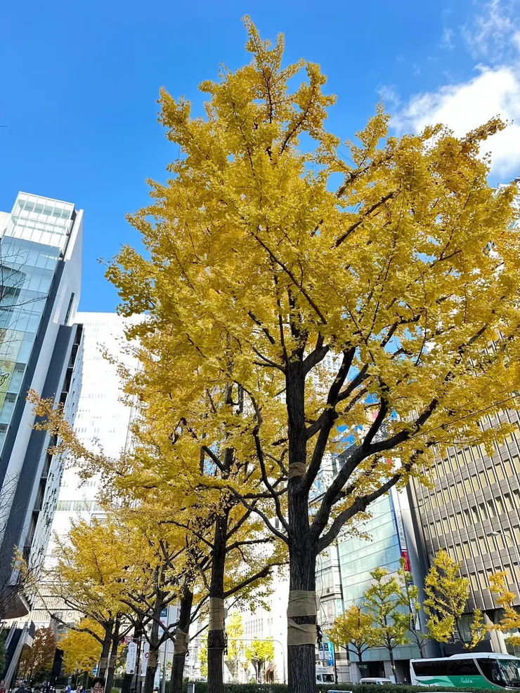 前往飯店的路上整排都是金黃色的銀杏