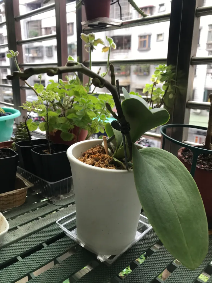 去年買的蝴蝶蘭，今年二月初開始抽花芽，到二月底已經花苞不少了