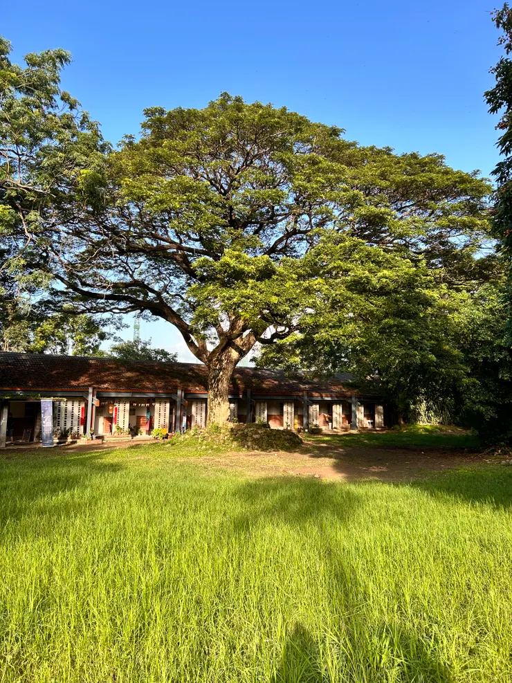 朋友開心地告訴我這棵樹很漂亮吧！