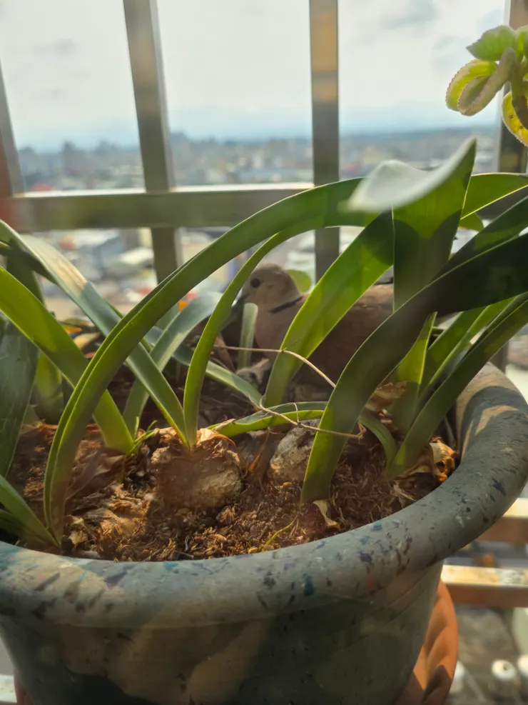 鳥寶寶還很小，斑鳩會像孵蛋一樣保護。