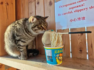 俄羅斯｜零下三十度的泡麵與戰鬥民族的貓咪