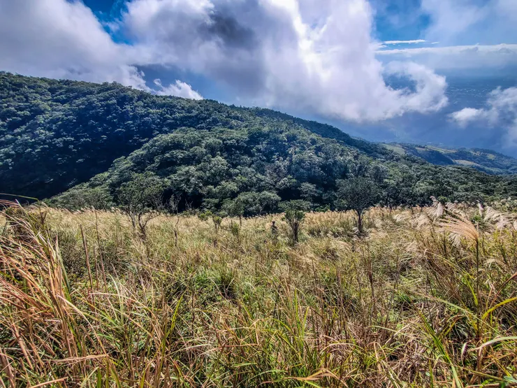烘爐地山下的芒草們，阿鵝快被淹沒在芒草堆裡了～