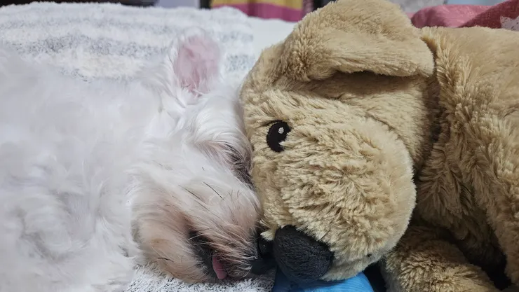 家狗愛醬與她的好朋友멍멍이