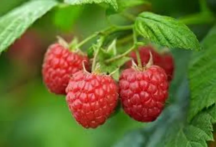 三月泡(Rubus hirsutus)