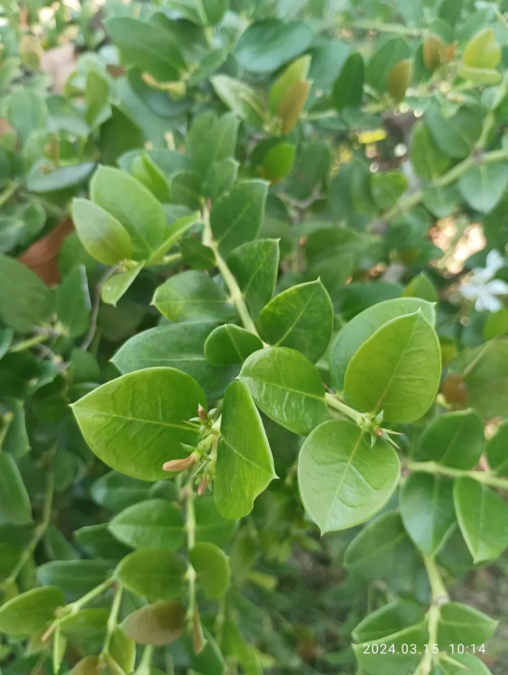 大花假虎刺