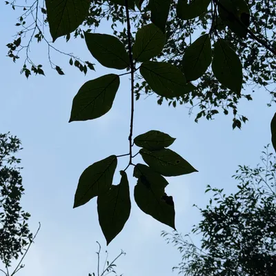 avatar-avatar