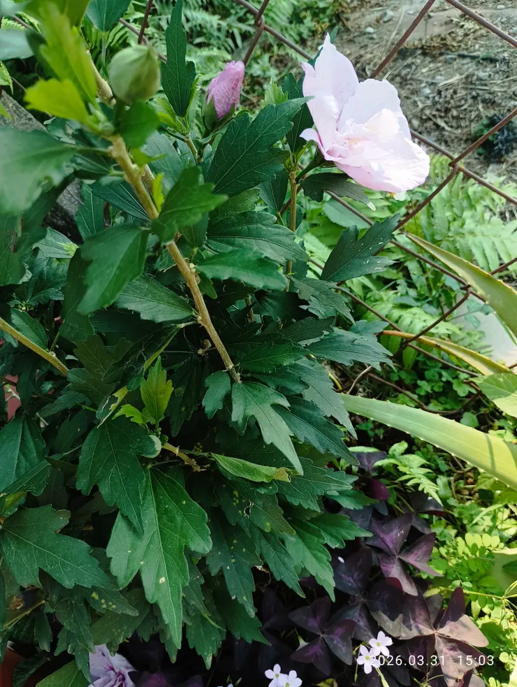 個人首回見粉紫的“木槿”，白色較常見