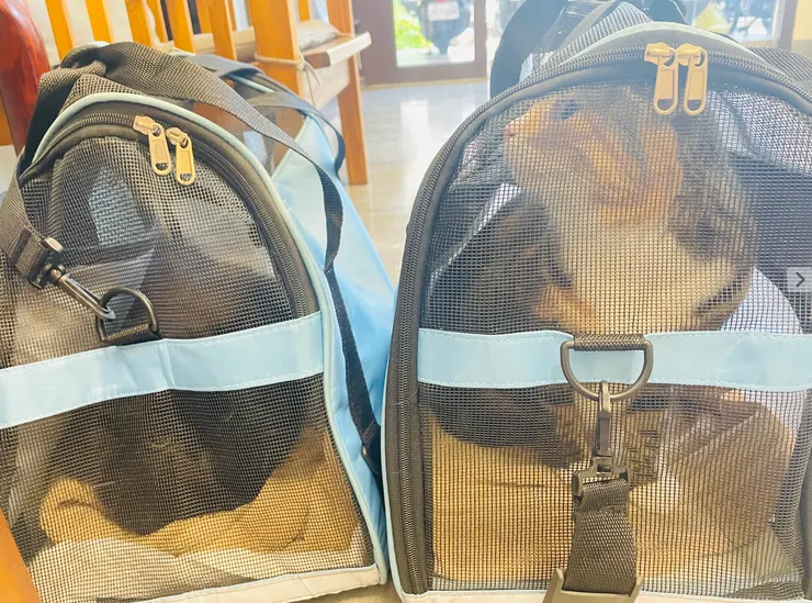 平時讓貓習慣入籠，避免緊急時臨時抓貓困難。